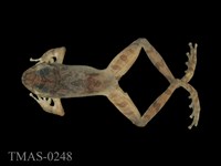 藏品(太田樹蛙)的圖片